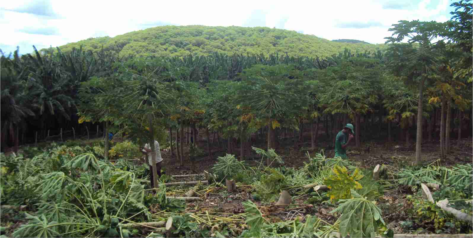 Área vegetal da ADAGRI erradica mamoeiros com virose