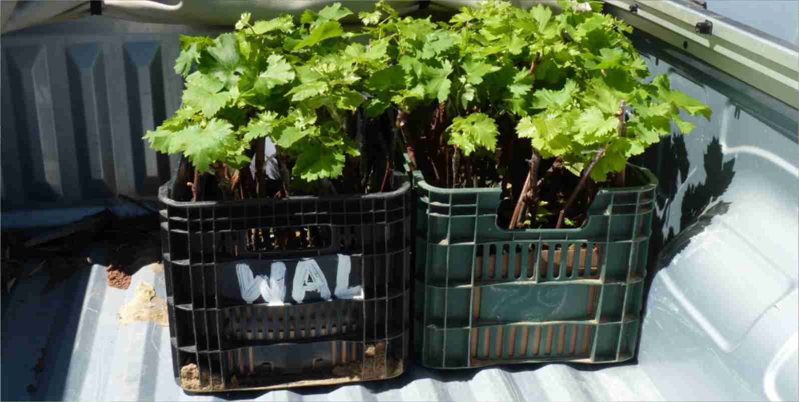 Fiscais apreendem mudas de uvas em Mauriti