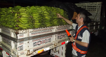 Adagri intensifica fiscalização de cargas de banana vindas da Bahia e Espírito Santo