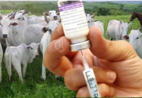 Dia do Médico Veterinário