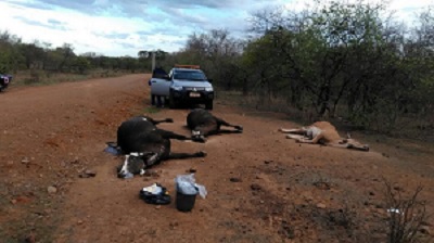 Fiscais coletam material de animal com suspeita de raiva