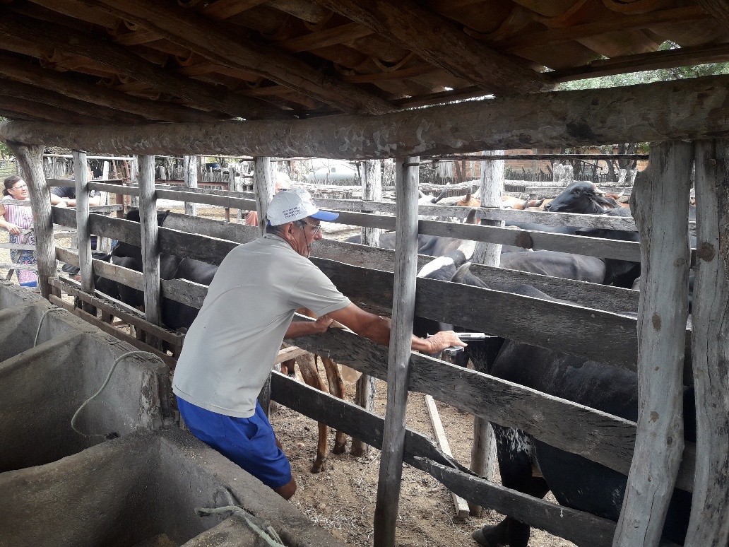 Prorrogado prazo para vacinação contra a febre aftosa