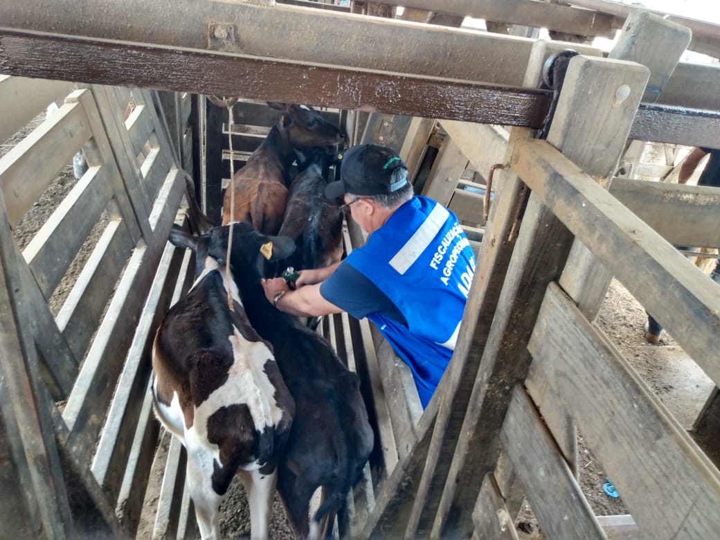 2ª ETAPA DA CAMPANHA DE VACINAÇÃO CONTRA FEBRE AFTOSA E ATUAÇÃO DO SERVIÇO VETERINÁRIO ESTADUAL