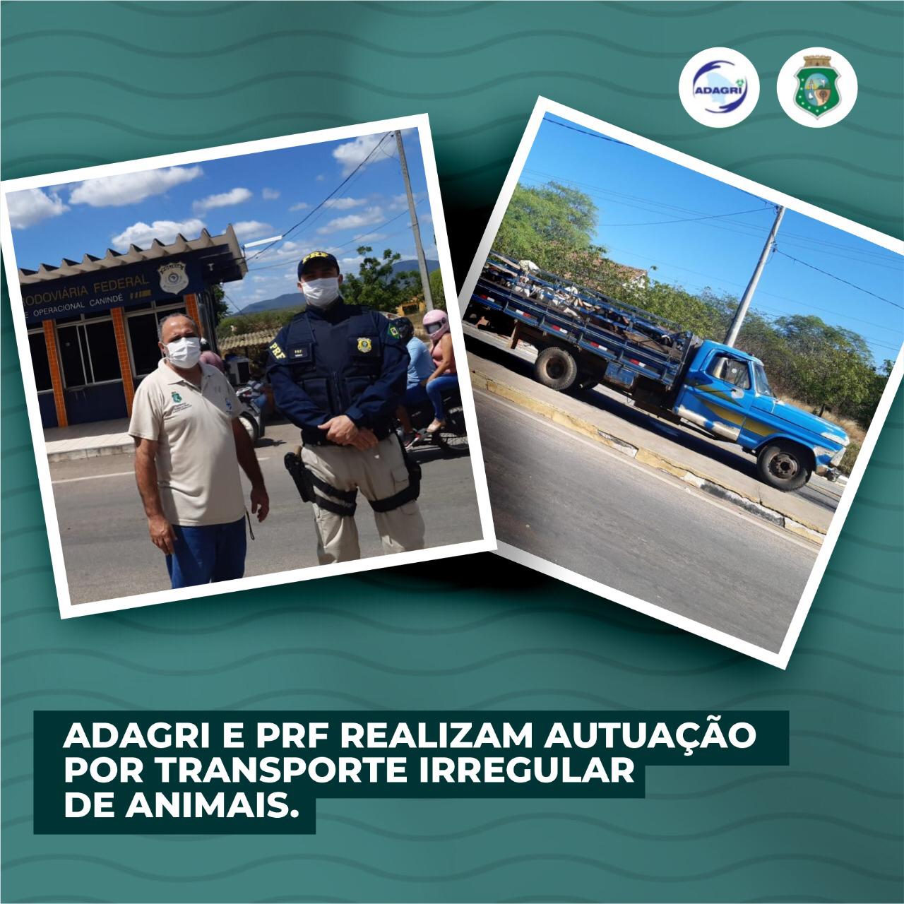 Adagri e PRF realizam autuação por transportes irregular de animais