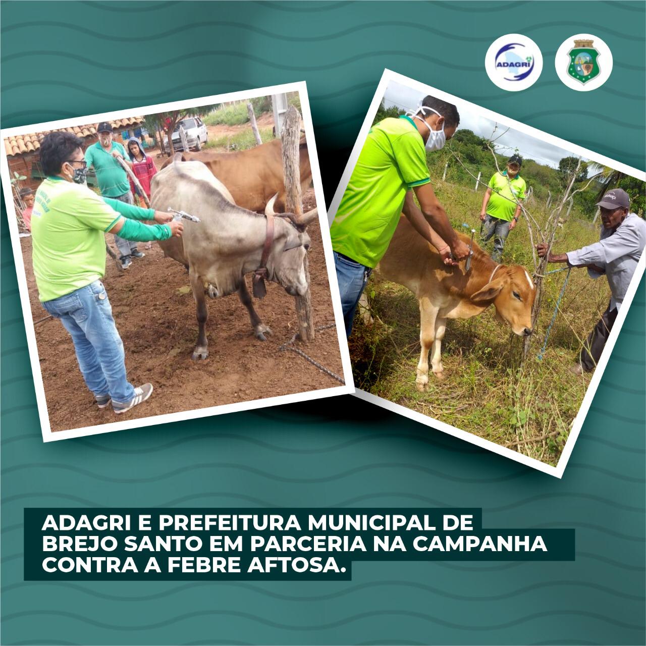 Adagri e Prefeitura Municipal de Brejo Santo juntos na Campanha Contra a Febre Aftosa