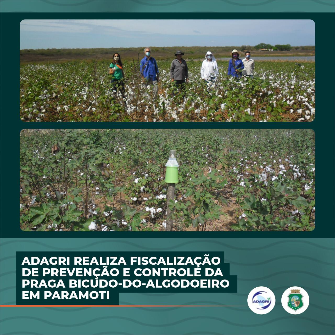 Adagri realiza fiscalização de prevenção da praga do Bicudo-do-Algodoeiro em Paromoti
