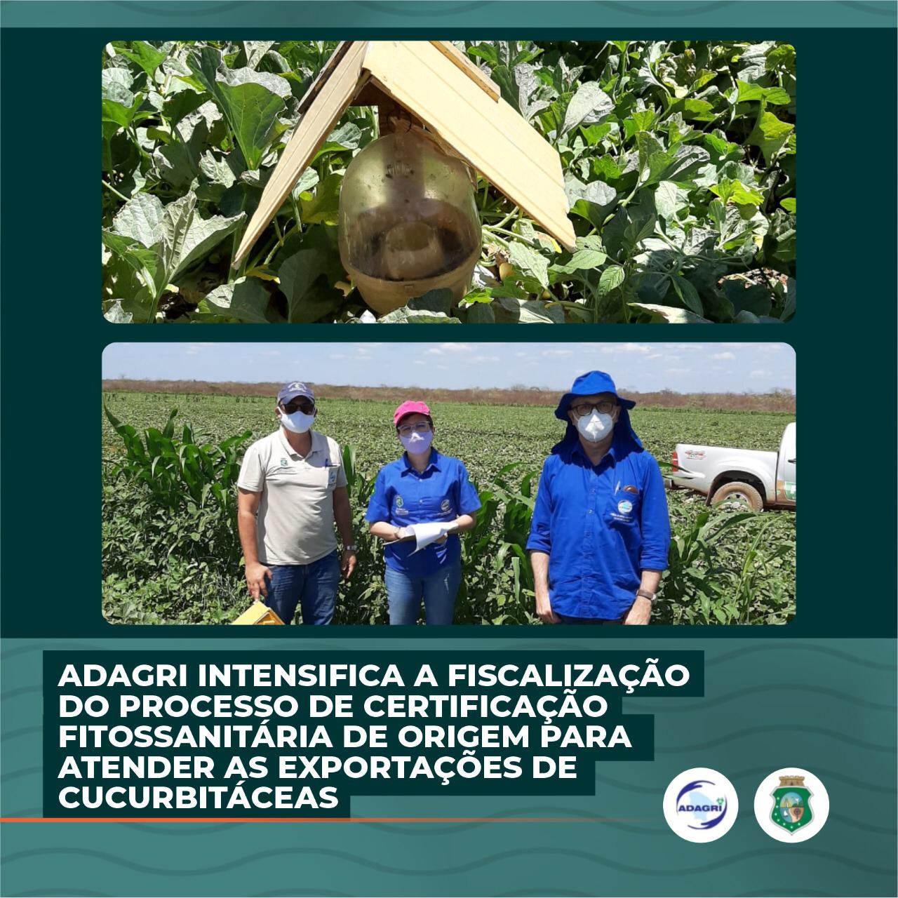 Adagri intensifica fiscalização de certificação fitossanitária de origem para atender exportações de cucurbitáceas
