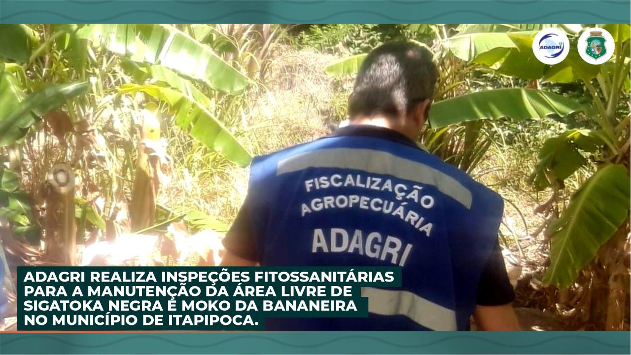 ADAGRI realiza Inspeções Fitossanitárias para a Manutenção da Área Livre de Sigatoka Negra e Moko da Bananeira no Município de Itapipoca