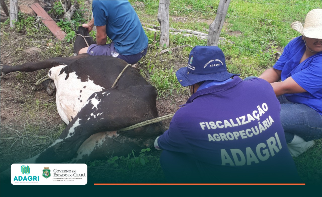 Adagri descarta suspeita de doença vesicular em bovinos em Frecheirinha