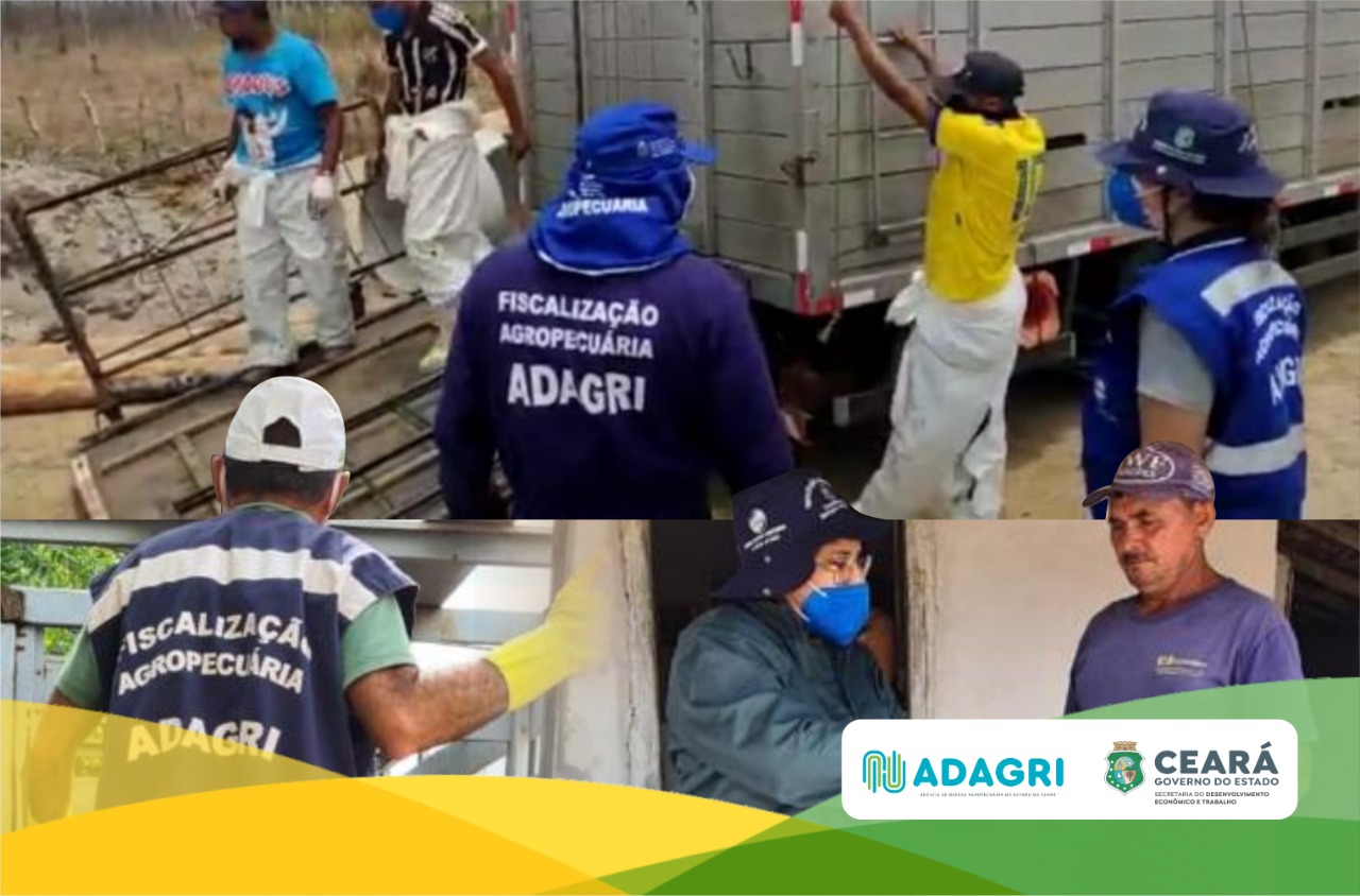 Adagri indenizará criadores que tiveram seus animais sacrificados por conta da Peste Suína Clássica