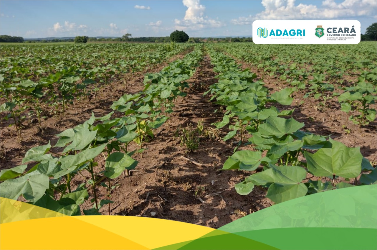 Adagri dá início ao cadastramento de áreas produtoras de algodão