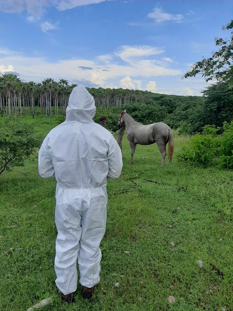 Adagri emite Nota Técnica sobre Portaria nº 593 do Mapa que traz diretrizes gerais sobre o Mormo