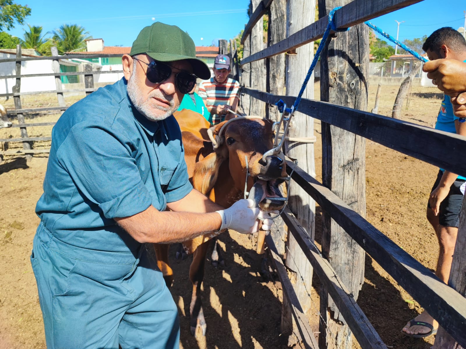 Inquérito soroepidemiológico para Febre Aftosa confirma ausência da doença no Ceará
