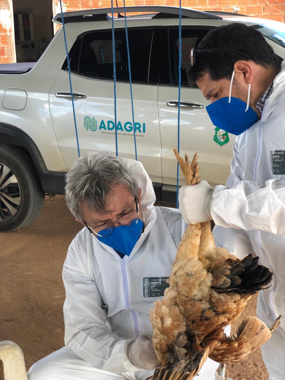 Adagri intensifica ações de combate à Influenza Aviária no Ceará