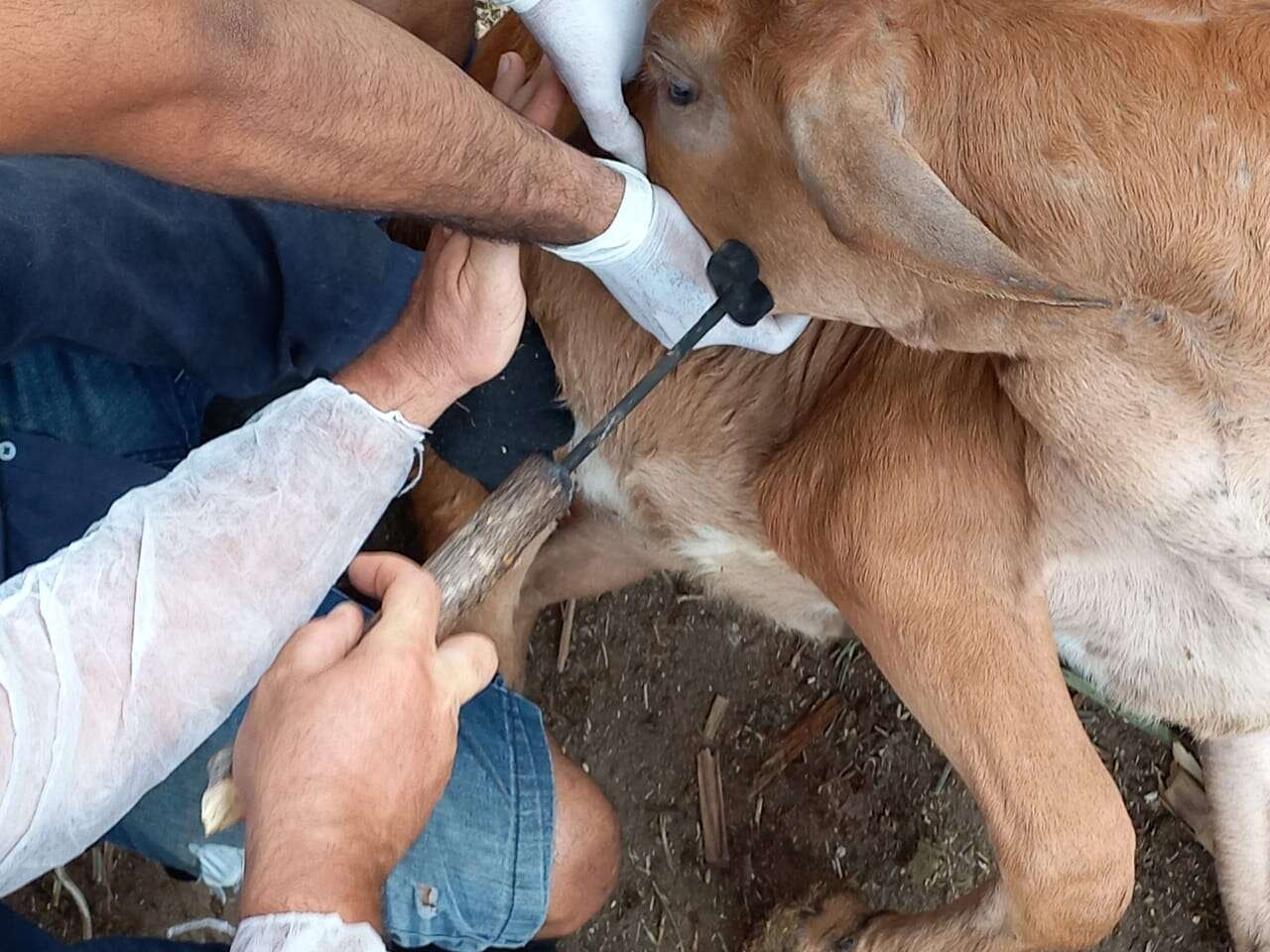 SDE e instituições cearenses promovem seminários regionais para fortalecer o combate à brucelose bovina no Ceará