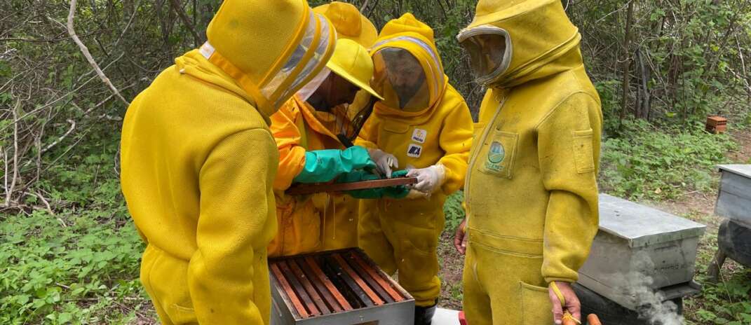 Caso de Cria Pútrida Europeia é confirmado no Ceará, confira nota técnica