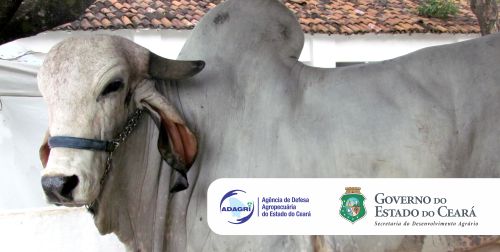 Cid Gomes abre segunda etapa da campanha contra febre aftosa nesta quinta-feira (31)