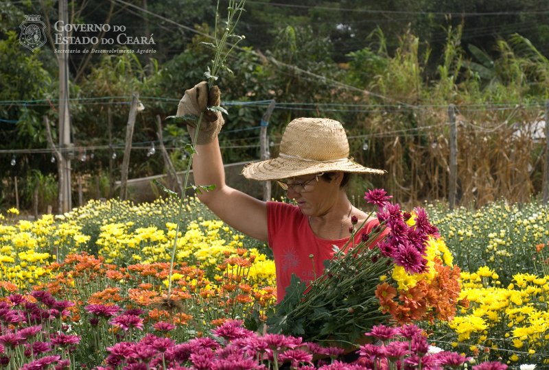Feira Flor e Artesanato Dias das Mães acontece de 11 a 13 de maio na Ceasa