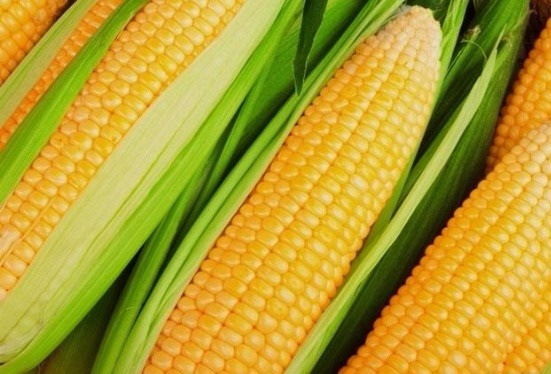Preço do milho verde apresenta redução de 50% na Ceasa de Tianguá