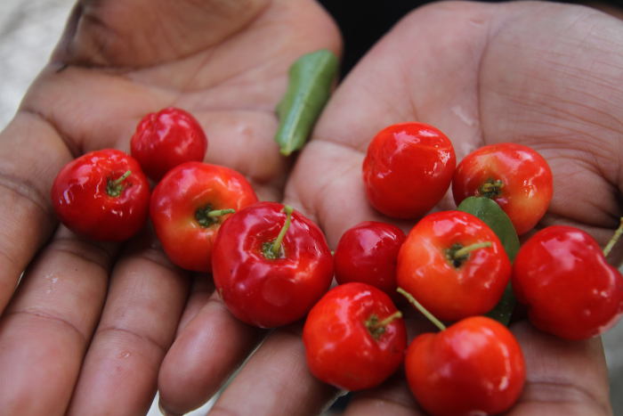 Preço da acerola e da manga despencam na Ceasa-CE