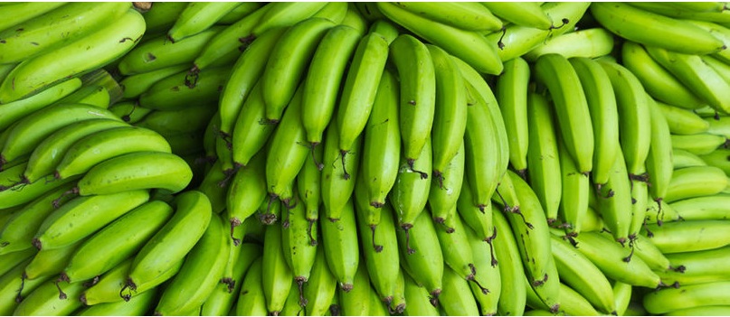 Preço da banana casca verde cai 41,57% na Ceasa de Tianguá