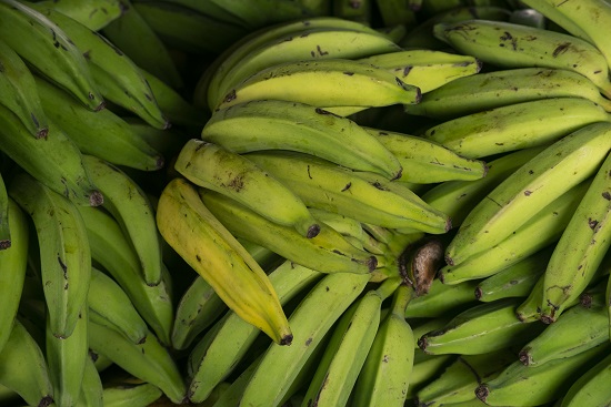 Preço da banana segue em queda na Ceasa – CE