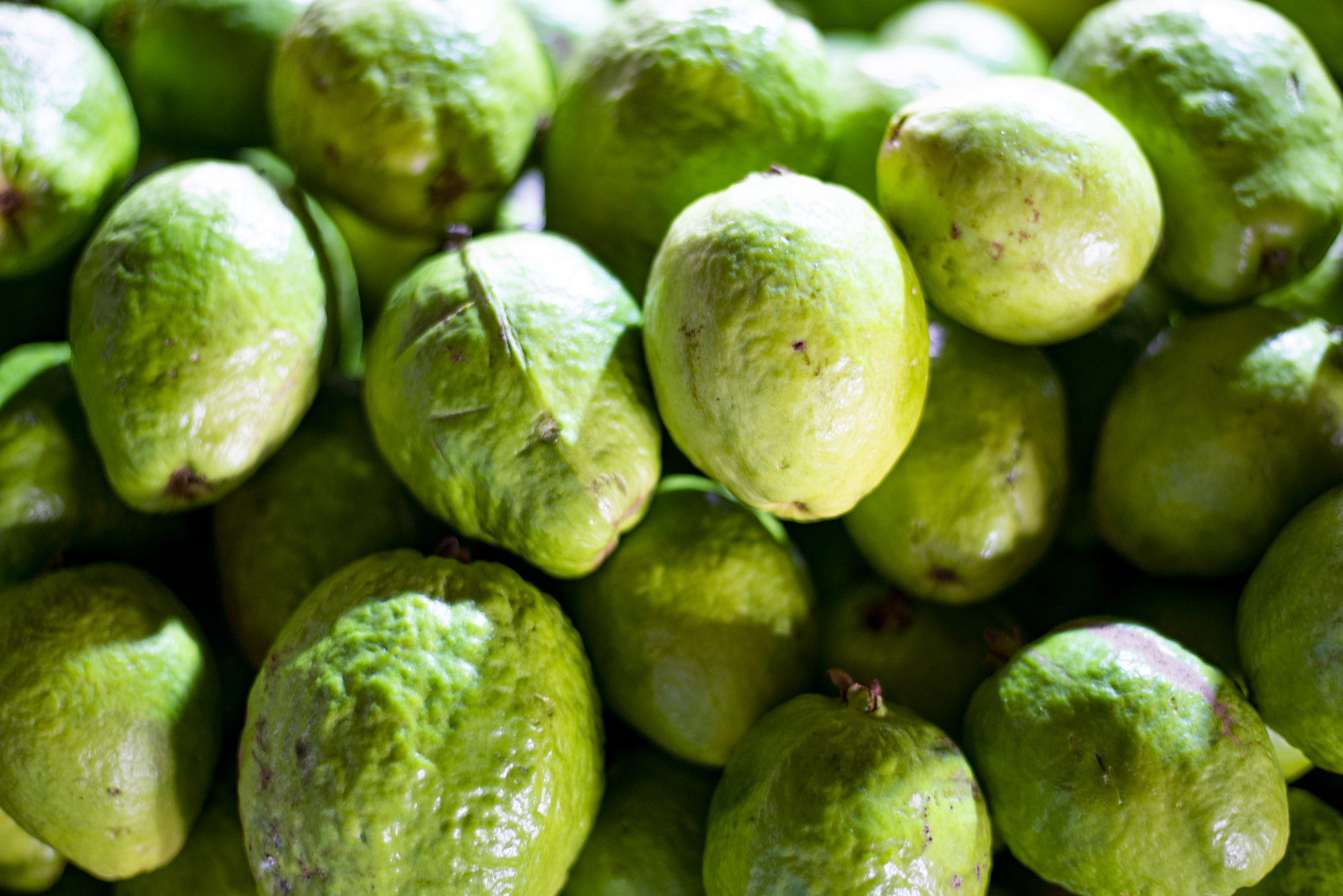 Semana começa com goiaba vendida a R$ 2,80/kg na Ceasa em Maracanaú