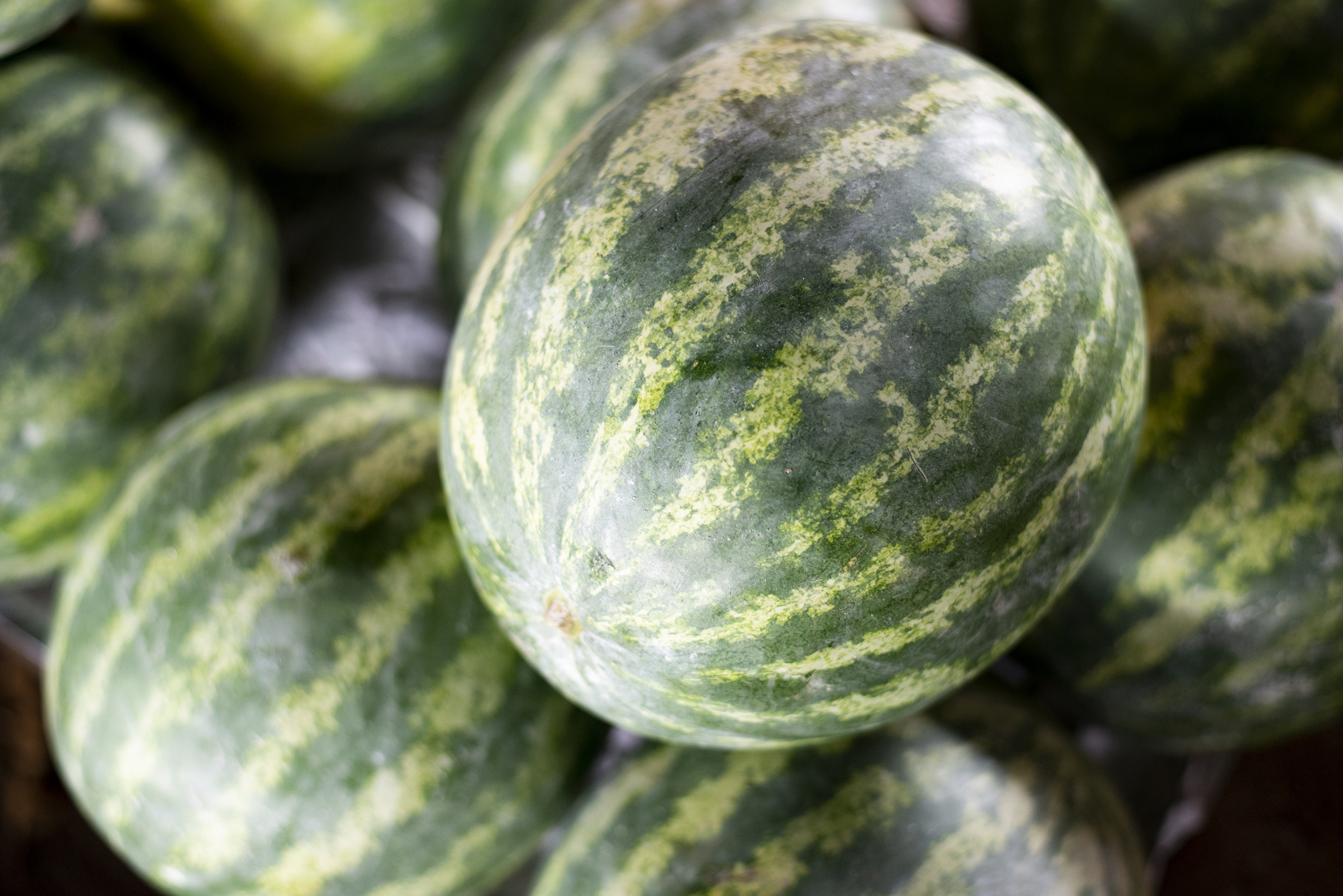 Semana começa com melancia a R$ 1,30/kg na Ceasa-CE