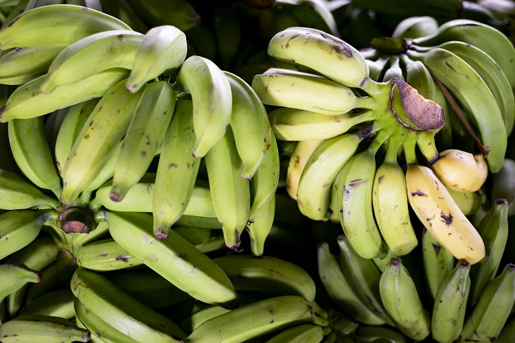 Semana inicia com banana prata a R$ 1,50/kg na Ceasa-CE
