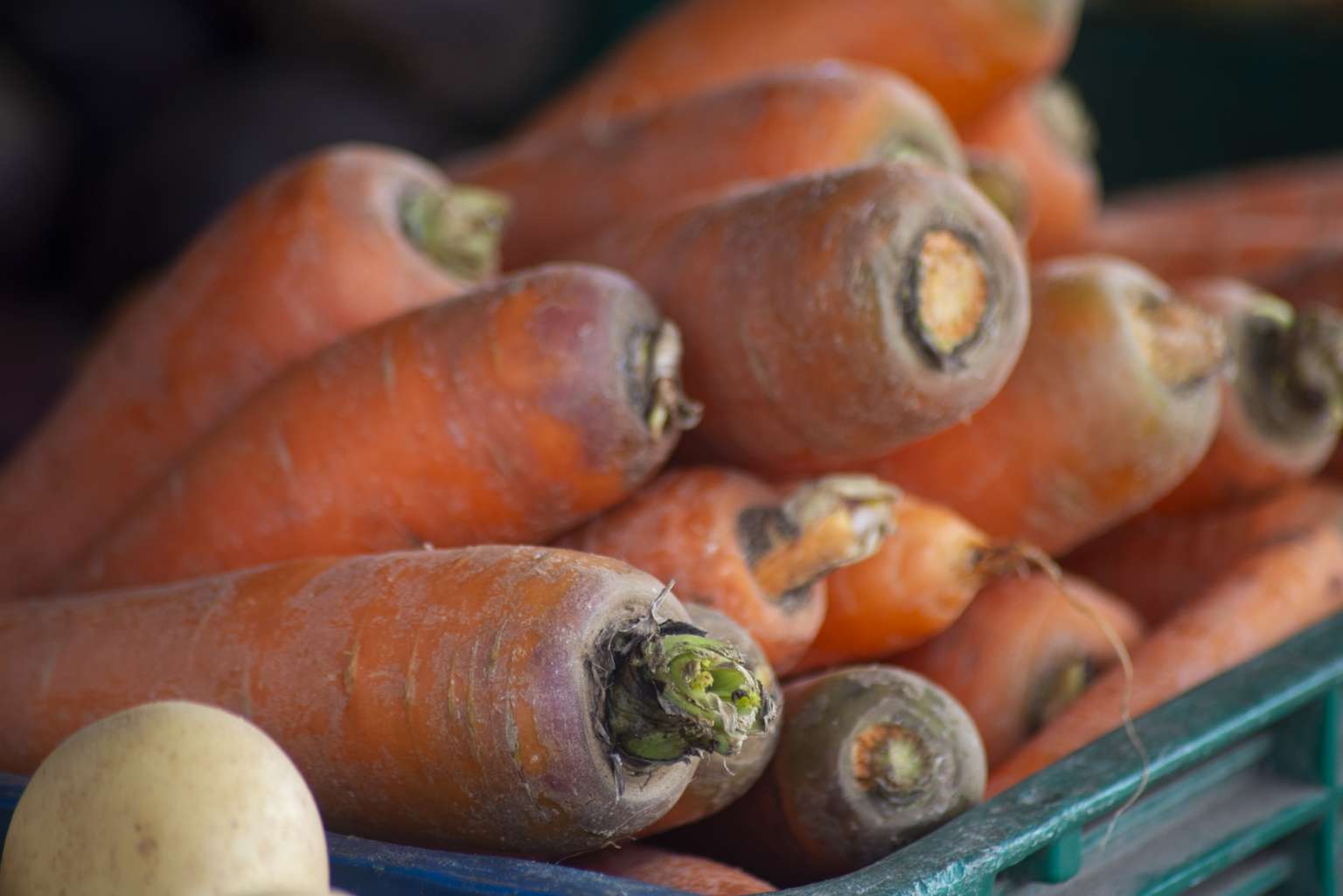 Cenoura, tomate longa vida e abóbora em oferta na Ceasa Tianguá