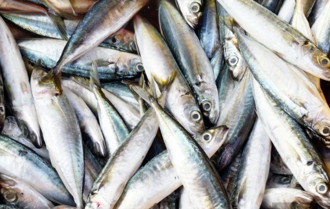 Peixe bonito e cavalinha com preços em oferta na Ceasa– CE