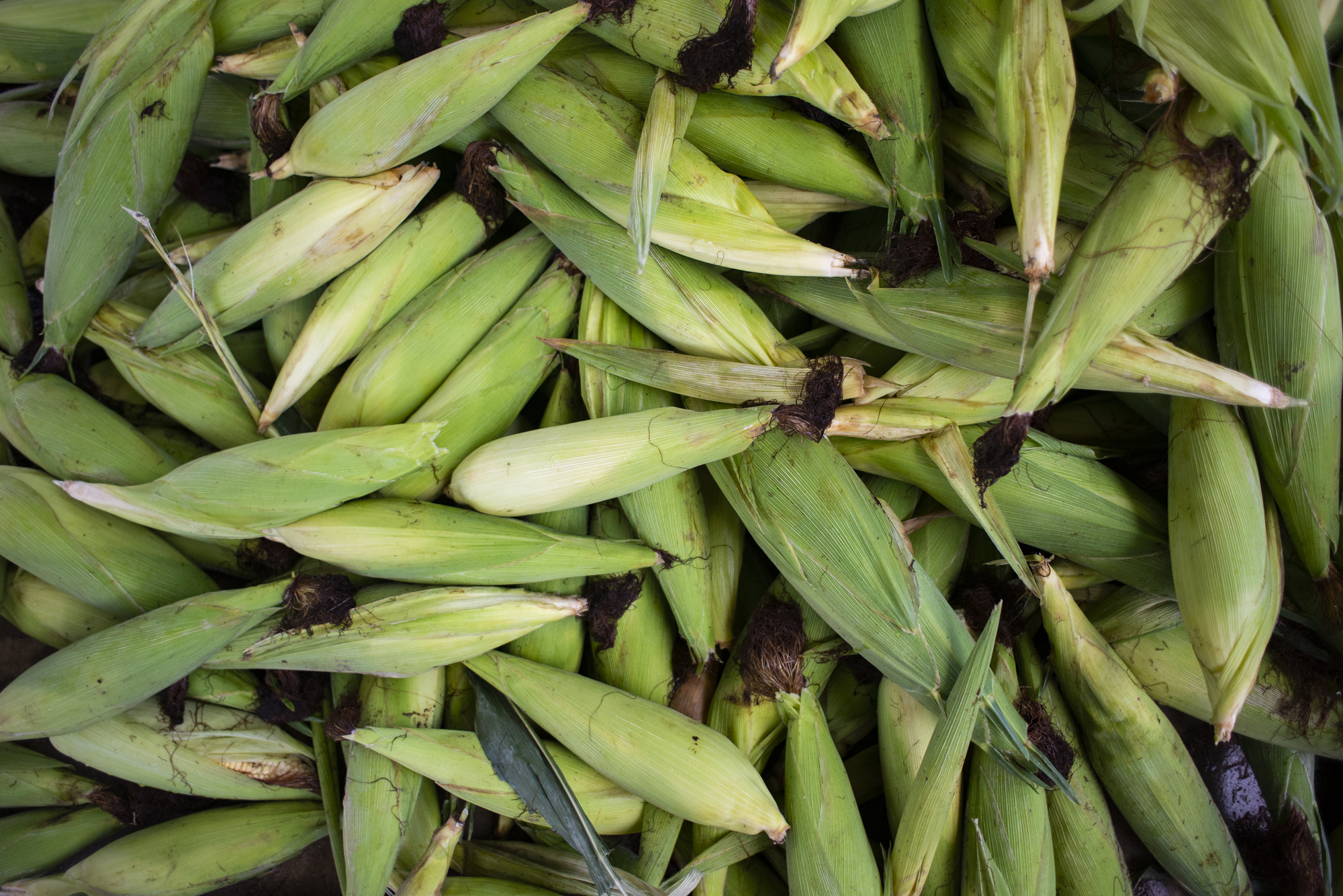 Milho verde e maxixe em boa oferta na Ceasa de Tianguá