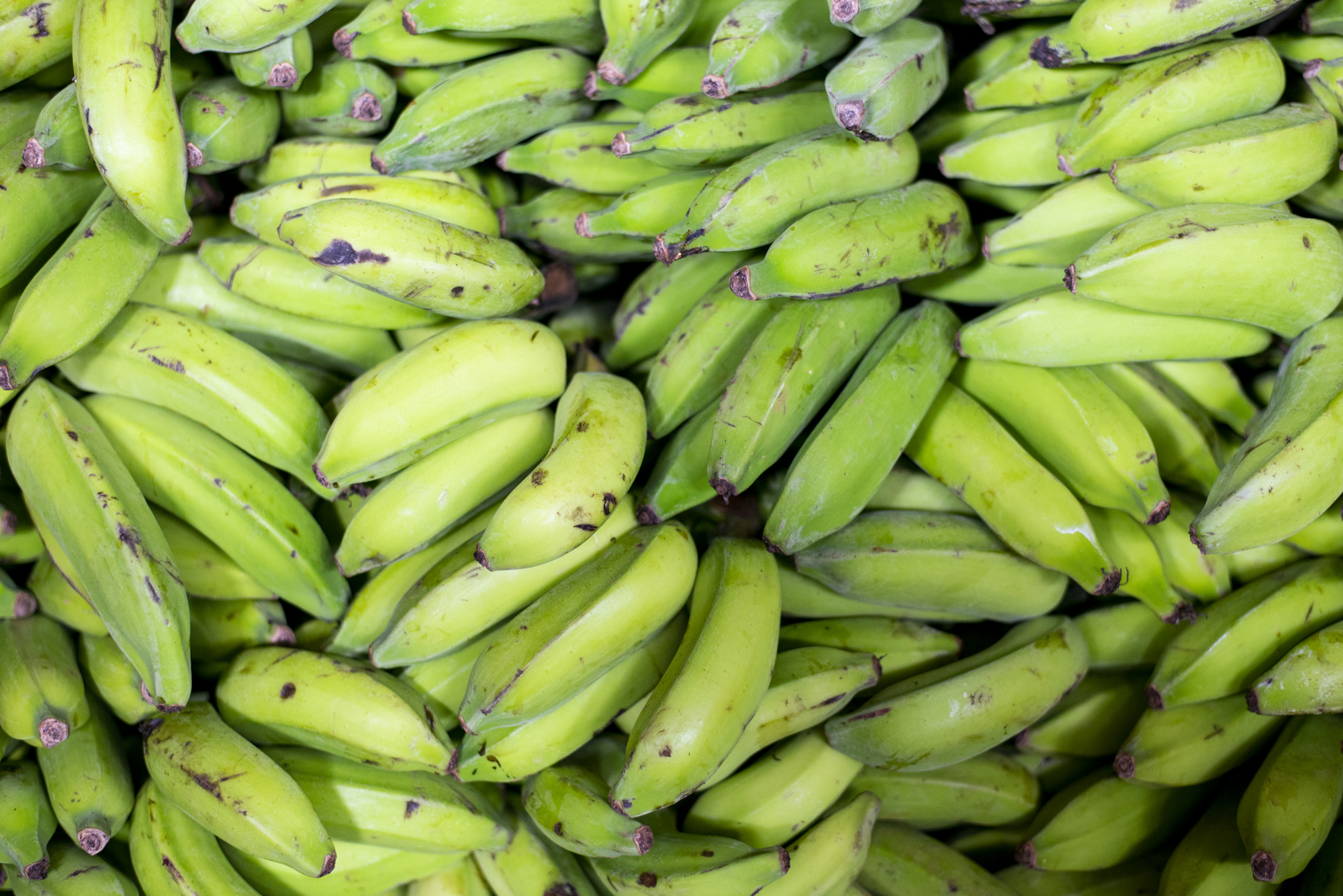 Banana Prata e Pacovan a R$ 2,00/kg na Ceasa de Maracanaú