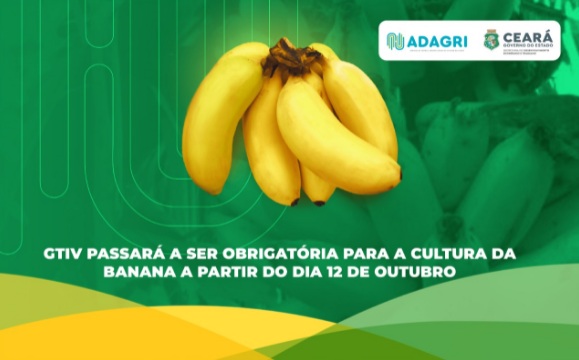 Adagri exigirá GTIV para a cultura da banana a partir de 12 de outubro