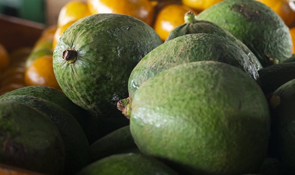 Abacate a R$ 5,30/kg na Ceasa de Maracanaú