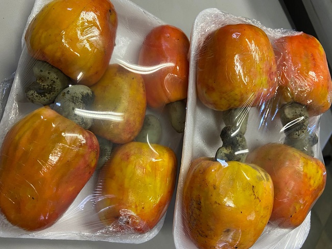Caju segue com boa safra e é vendido a R$ 2,00/kg na Ceasa-CE