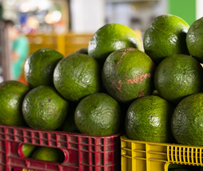 Produção de abacate Betânia ganha destaque no Ceará