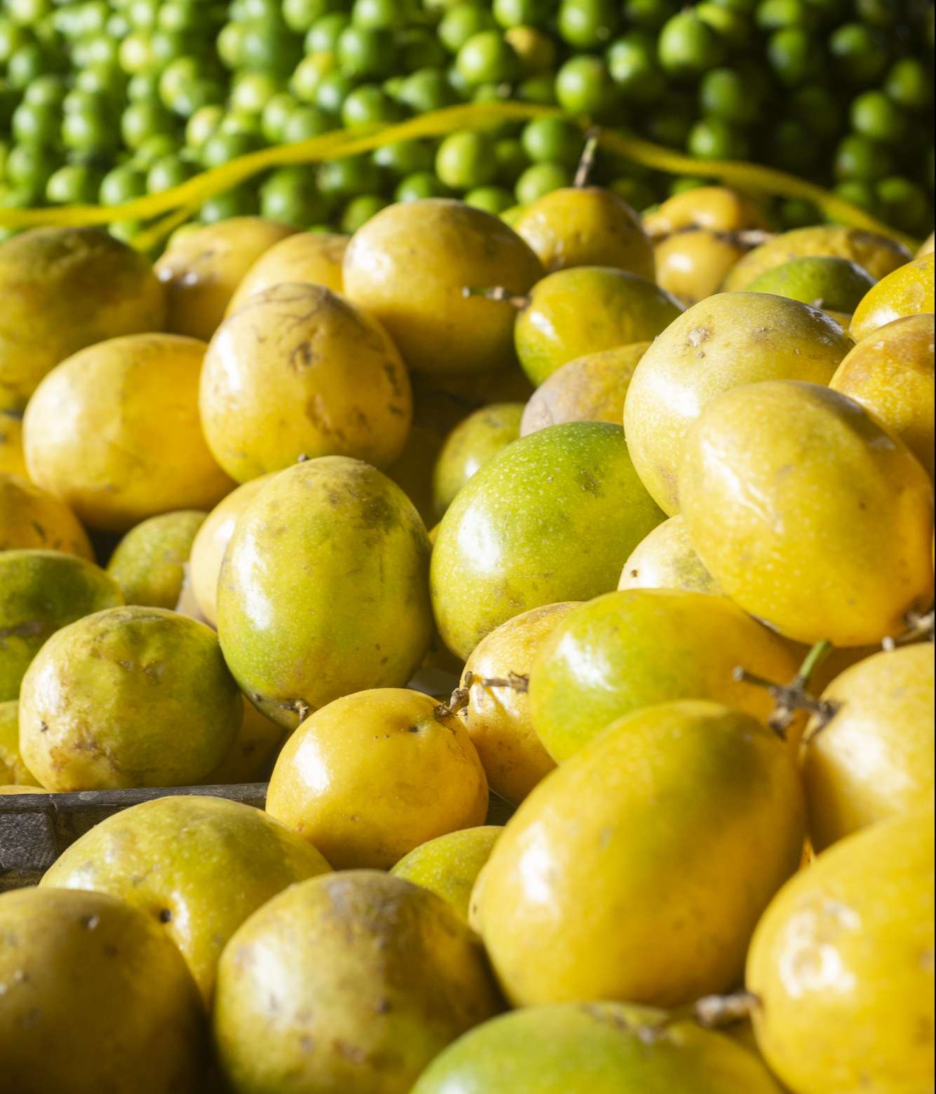 Maracujá a R$ 2,50/kg na Ceasa em Tianguá