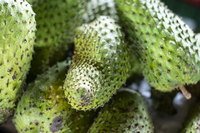 Em safra, graviola é encontrada a R$ 6,00/kg na Ceasa em Maracanaú