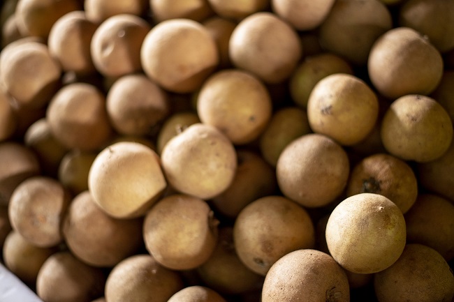 Sapoti é encontrado a R$ 6,00/kg na Ceasa em Maracanaú