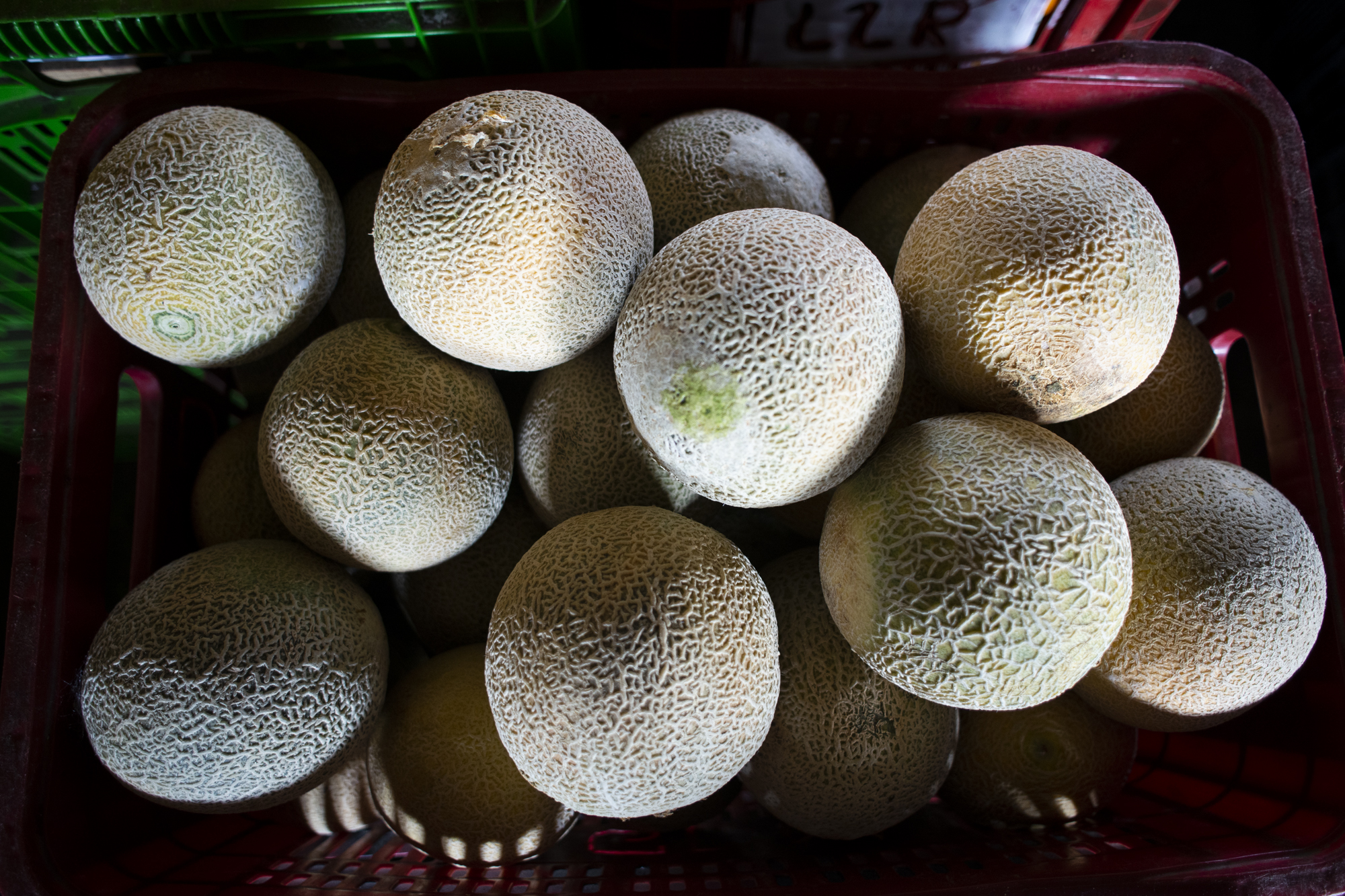 Melão japonês a R$2,60/kg na Ceasa Cariri