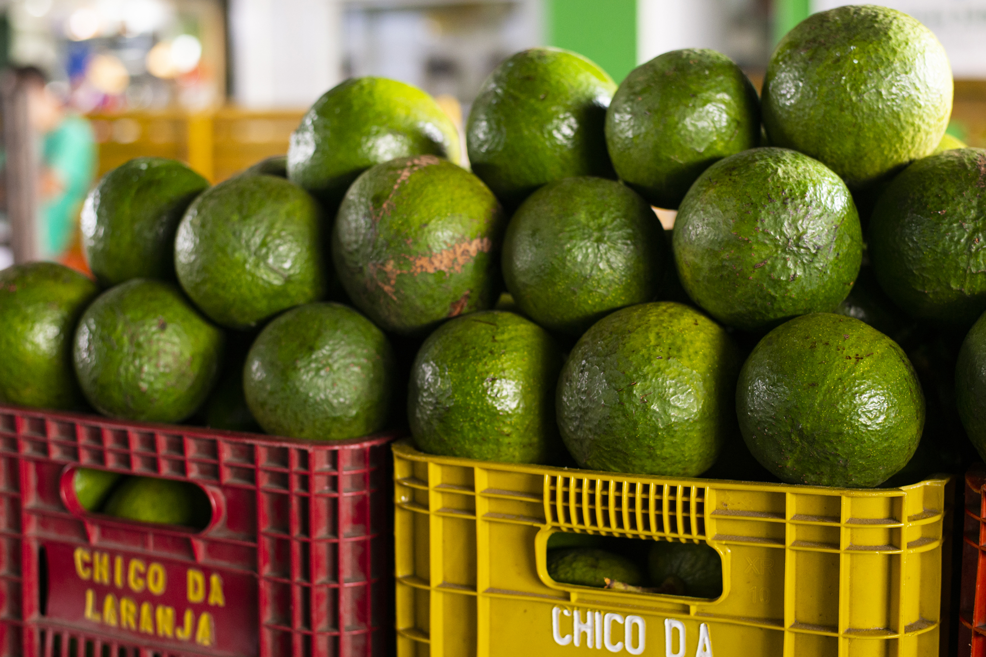 Abacate Betânia apresenta queda de 50% em seu preço na Ceasa Tianguá
