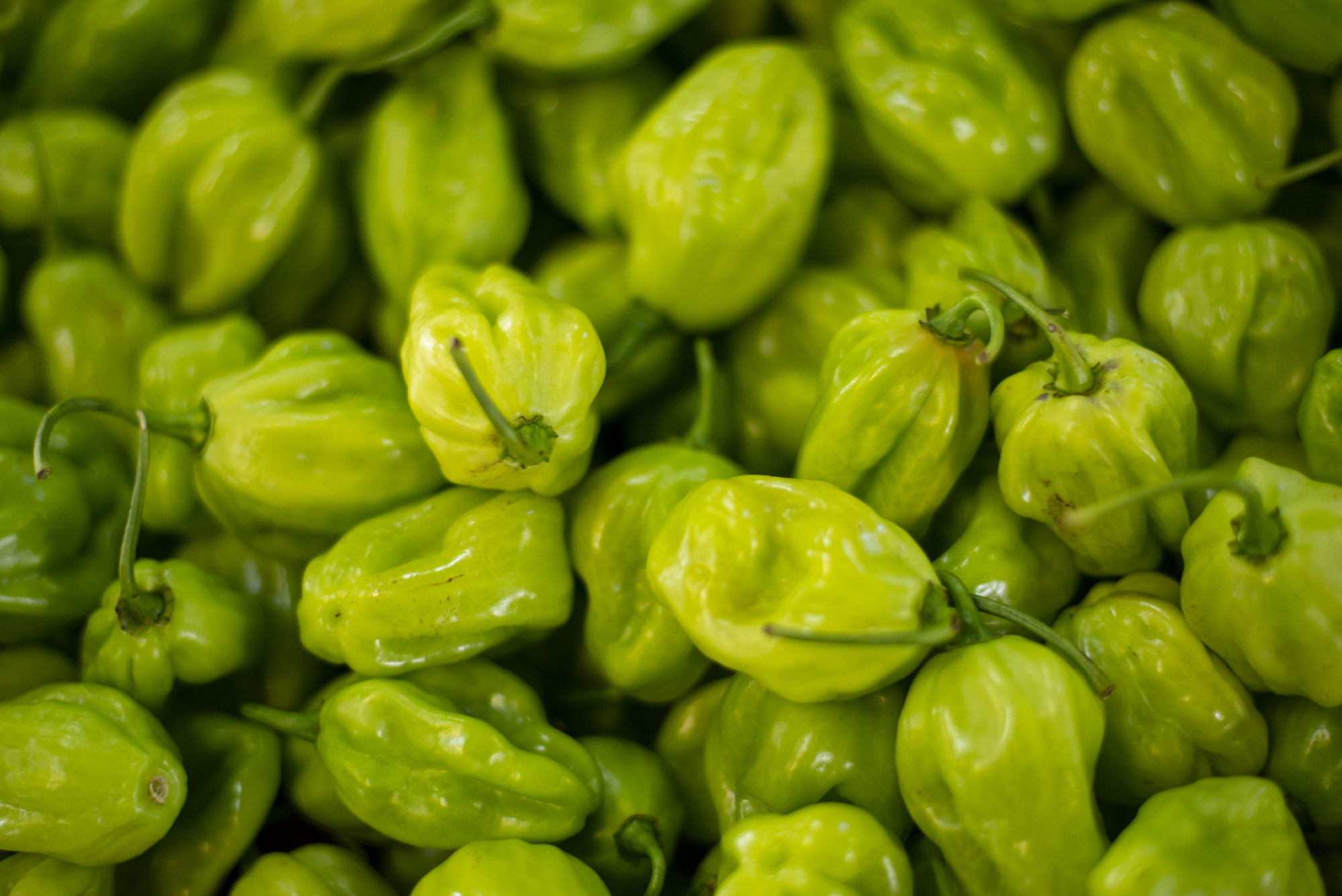 Preço da pimenta de cheiro cai 42,9% na Ceasa Cariri