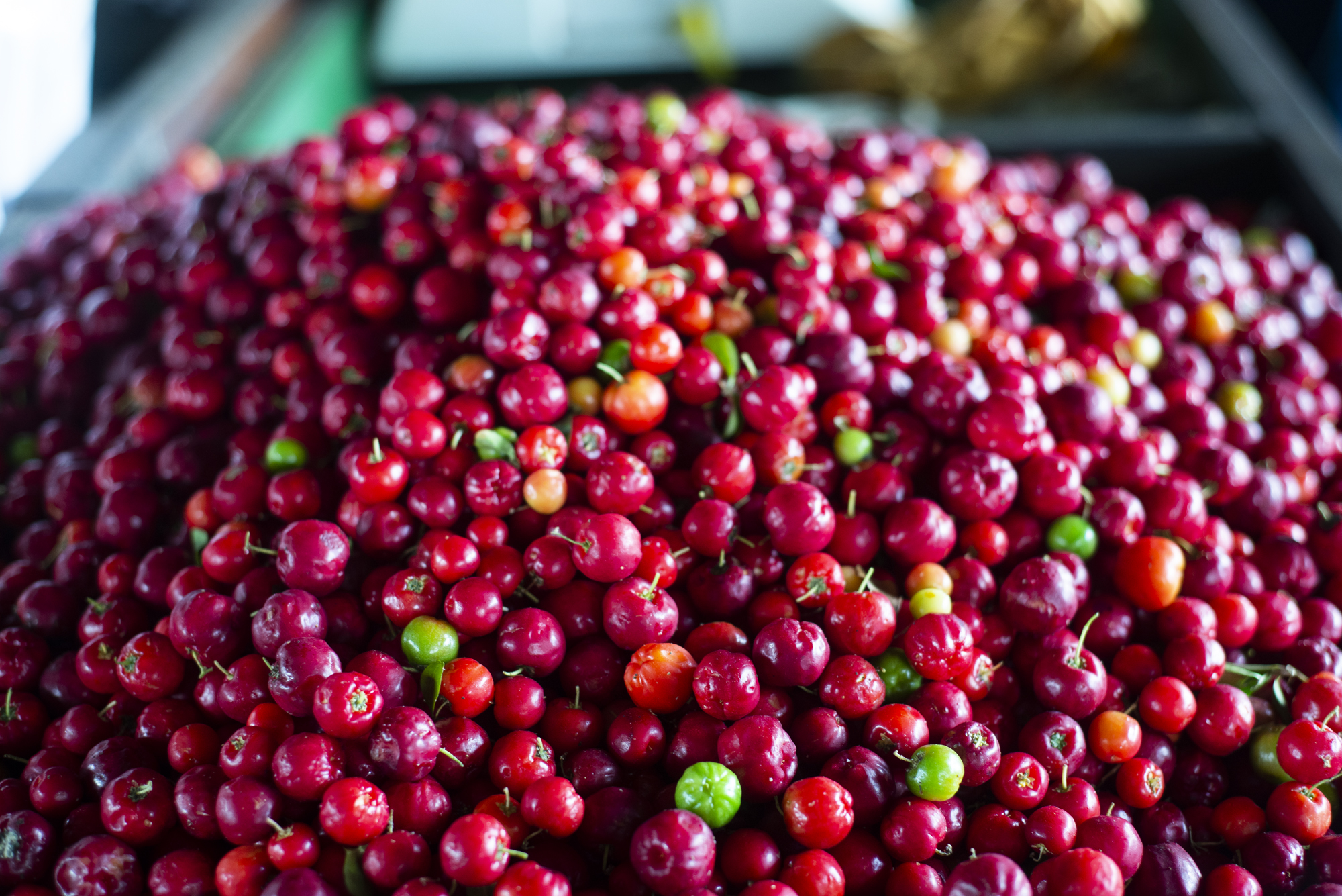 Preço da acerola tem queda de 42,86% na Ceasa em Maracanaú