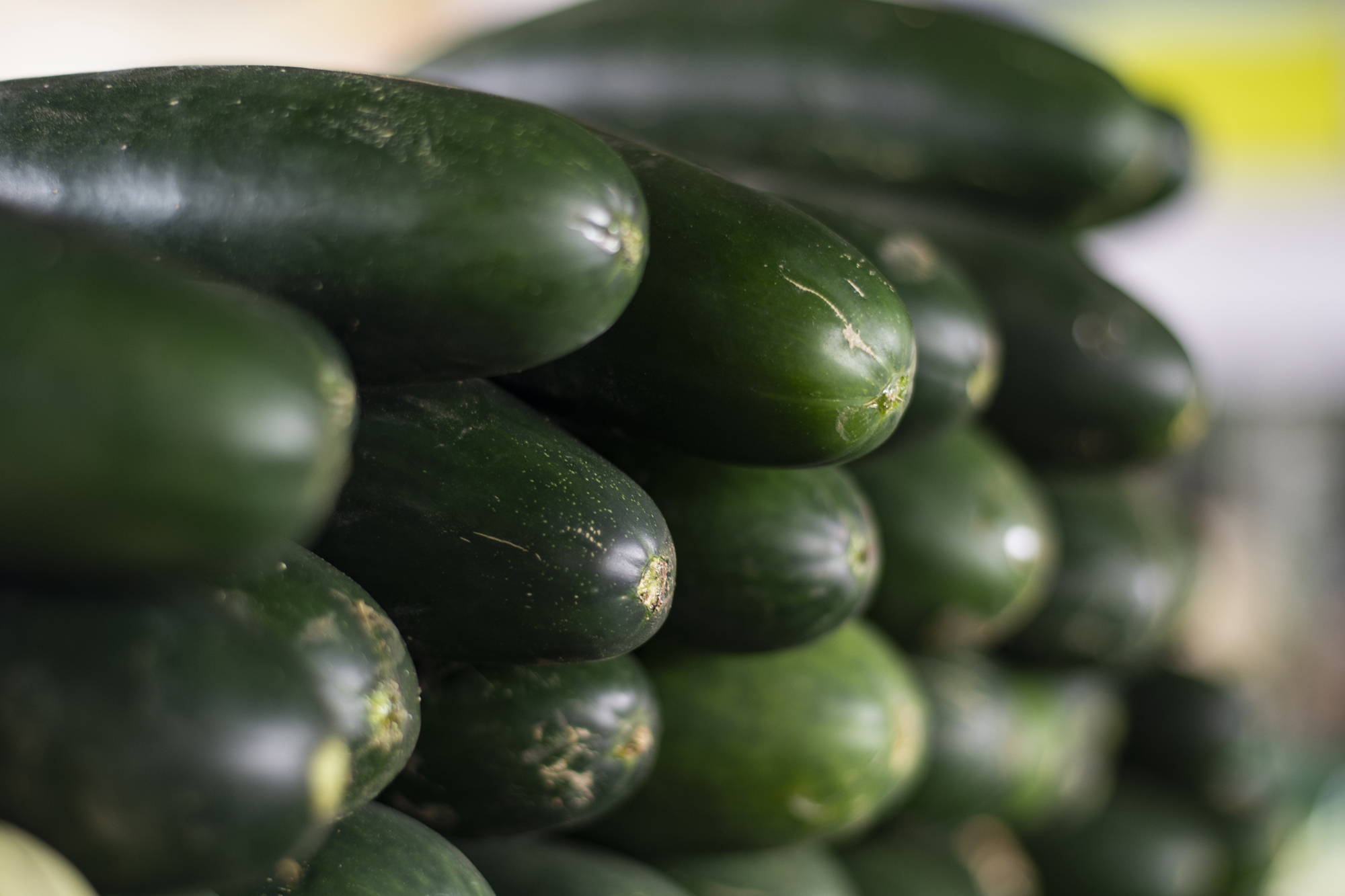 Preço do pepino registra queda de 40% na Ceasa em Maracanaú