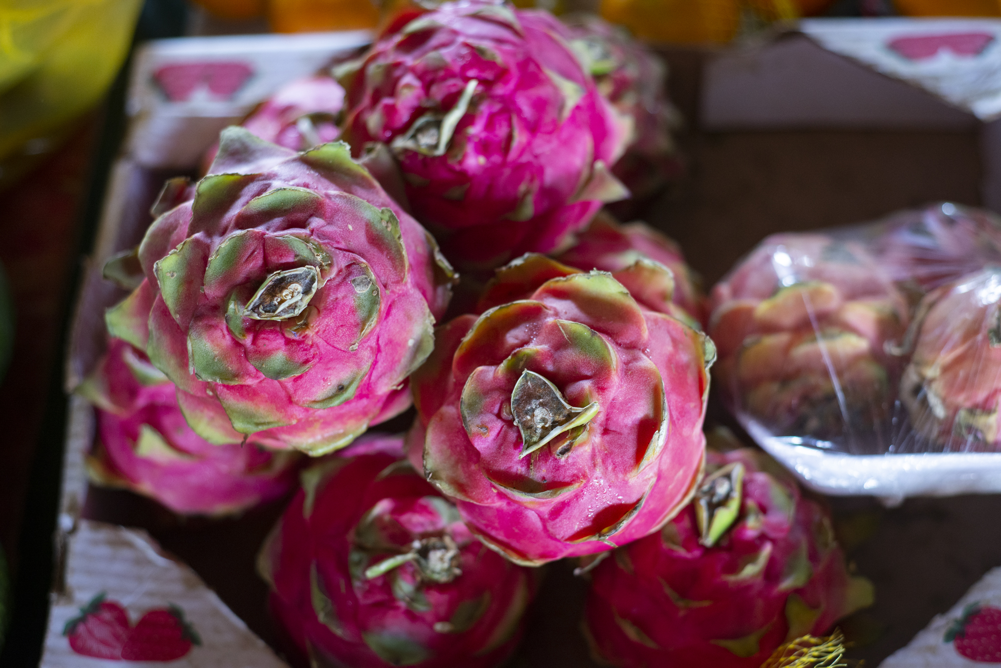 Preço da pitaya registra queda de 20% na Ceasa Cariri