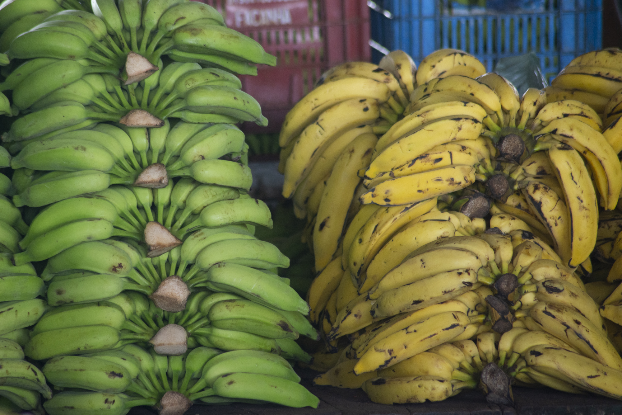 Outubro começa com queda no preço da banana na Ceasa em Maracanaú