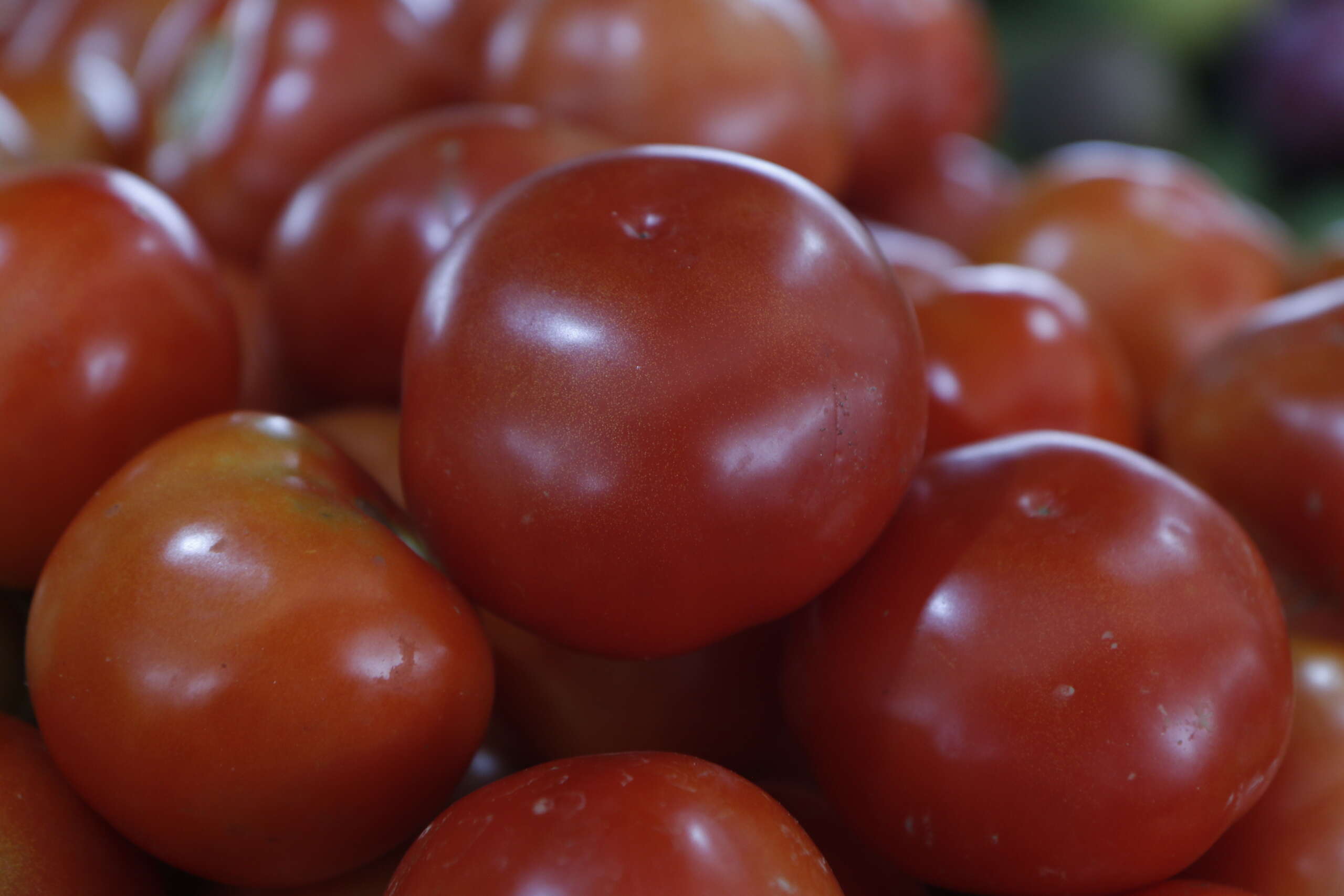 Preço do tomate cai 46,2% na Ceasa Cariri