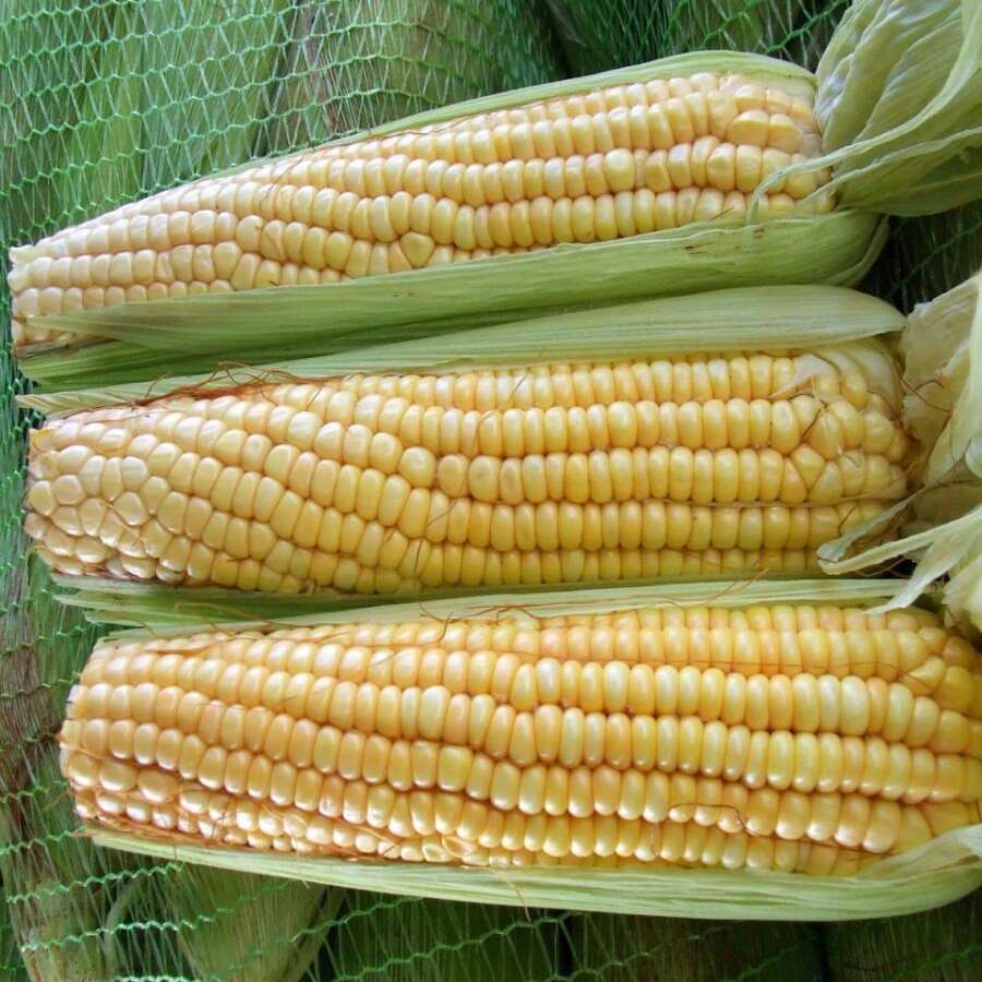 Milho verde é ingrediente principal de pratos tradicionais juninos