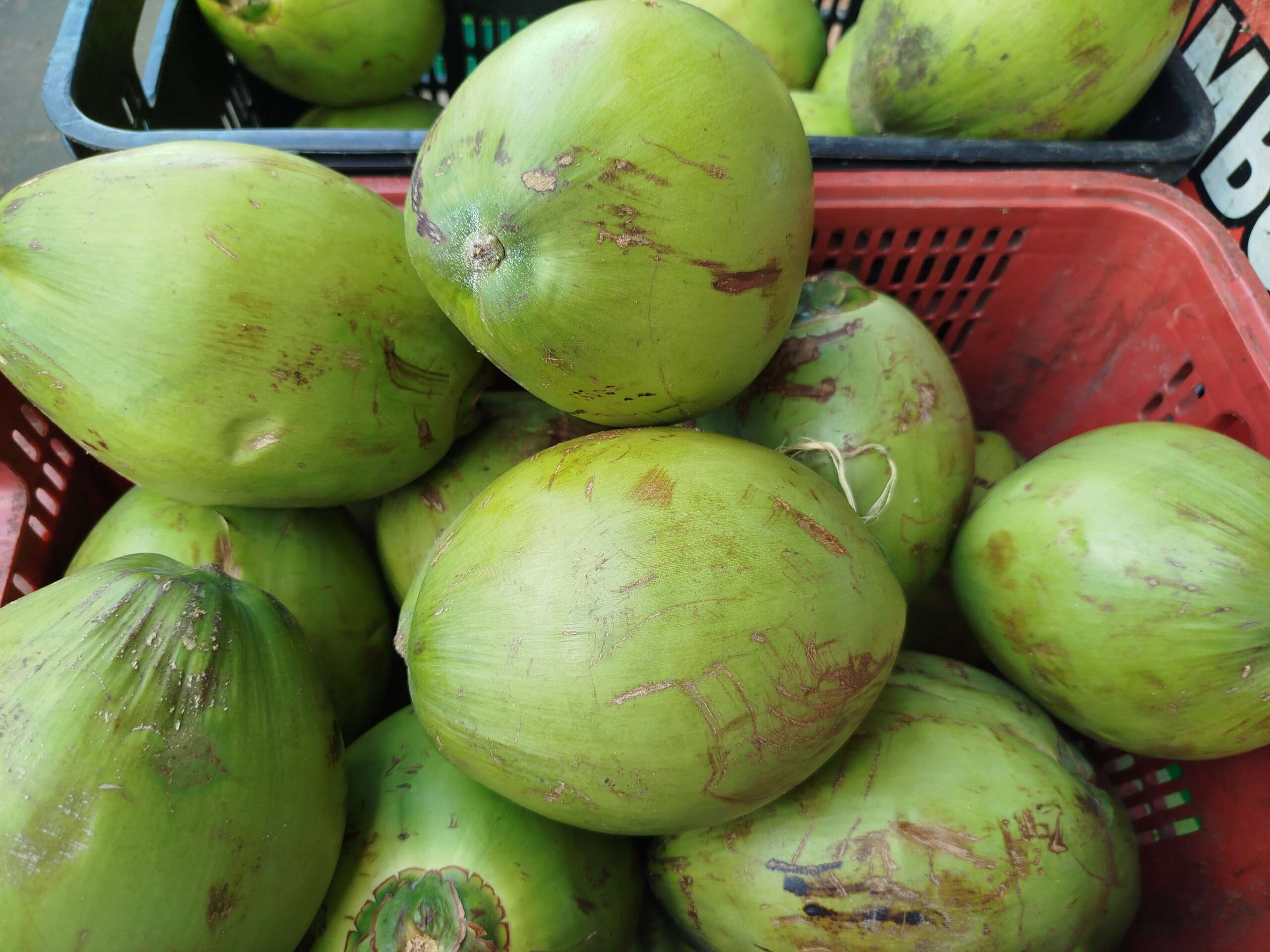 Ceasa-CE reforça a importância do coco verde e seco na alimentação saudável